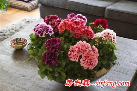 看花友如何在室内养成“花瀑”一般的天竺葵