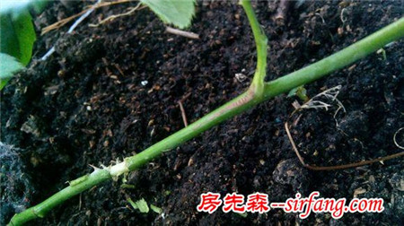 家庭养花｜月季花的3大繁殖方法，来养一盆漂亮的月季吧！