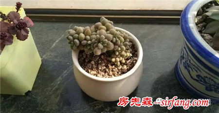开挂的多肉--姬秋丽爆盆全记录！