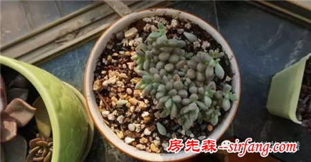 开挂的多肉--姬秋丽爆盆全记录！