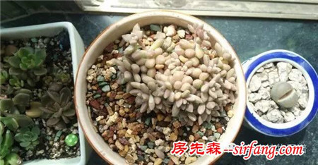 开挂的多肉--姬秋丽爆盆全记录！