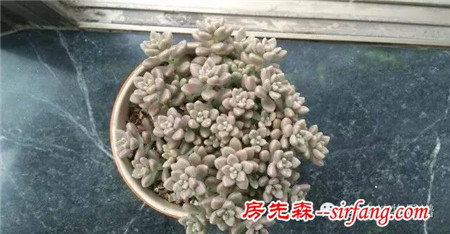 开挂的多肉--姬秋丽爆盆全记录！