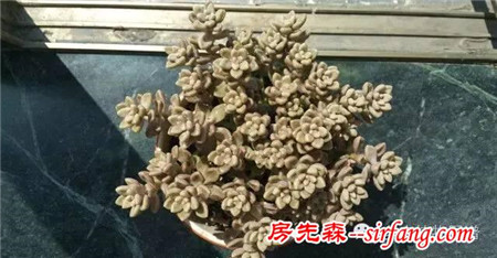 开挂的多肉--姬秋丽爆盆全记录！