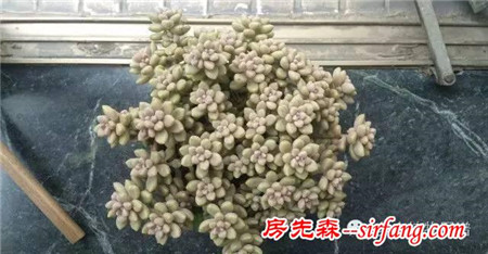 开挂的多肉--姬秋丽爆盆全记录！