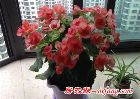 家居养花：使四季海棠当年扦插，当年就爆盆的技巧！