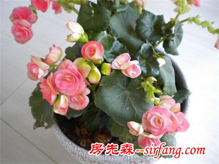 家居养花：使四季海棠当年扦插，当年就爆盆的技巧！