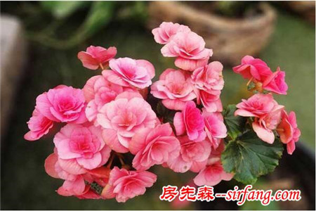 家居养花：使四季海棠当年扦插，当年就爆盆的技巧！