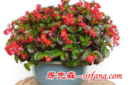 家居养花：使四季海棠当年扦插，当年就爆盆的技巧！