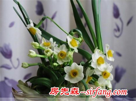 家居养花：水养水仙的注意事项，水仙的养护技巧！