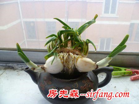 家居养花：水养水仙的注意事项，水仙的养护技巧！