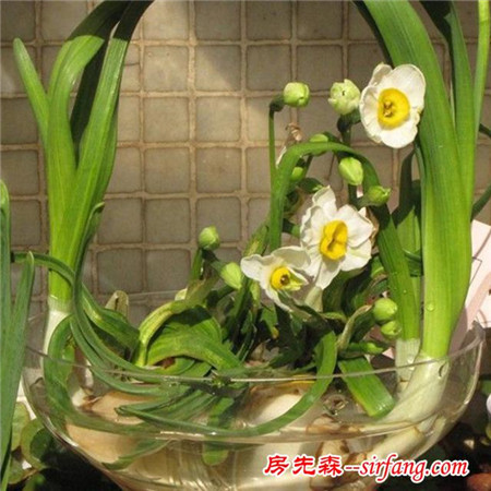 家居养花：水养水仙的注意事项，水仙的养护技巧！