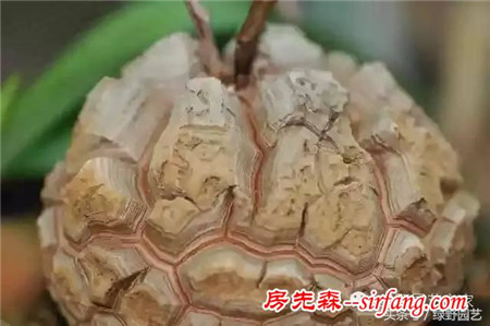 多肉植物知识高逼格指南（绿野多肉）