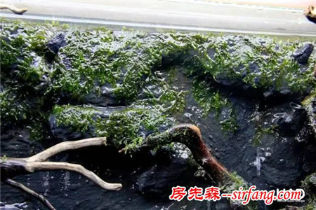 家居水景丨国外雨林缸造景开缸过程