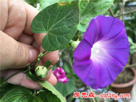 想种花找不到种子？这五种花种子不用买，捡回来种花盆里很漂亮