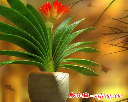 君子兰长了几年只掉叶，不长叶，咋回事