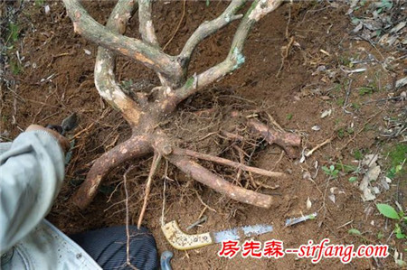 跟随农村大哥上山挖树桩，准备自己弄个盆景