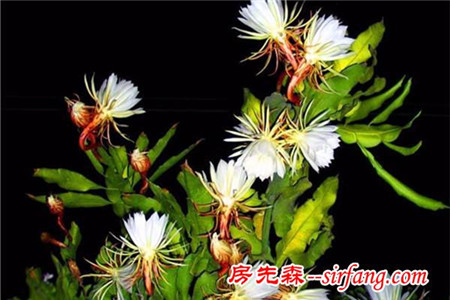 河州牡丹—昙花烂根了要怎么办?