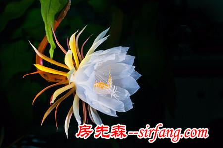 河州牡丹—昙花烂根了要怎么办?