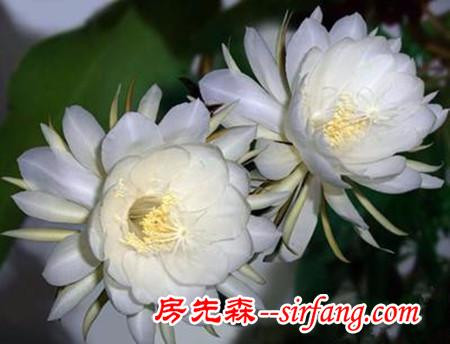 河州牡丹—昙花烂根了要怎么办?