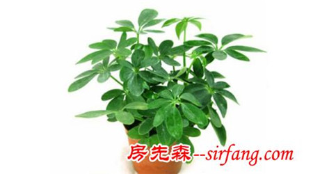 大师推荐！2017年十二生肖最适合的发财植物！