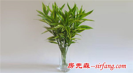 大师推荐！2017年十二生肖最适合的发财植物！