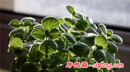 大师推荐！2017年十二生肖最适合的发财植物！