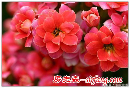 这6种花花期在春节，你猜小编用它们干嘛了？