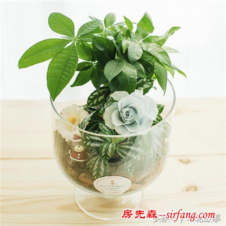 如果租来的房子是这样的！你还会攒钱买房吗？
