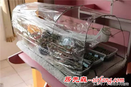 为了让多肉植物安全过冬，来看看肉友们是如何自制袖珍温室的