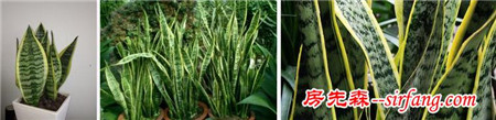 室内吸甲醛的植物有哪些？新装修的房子放什么植物吸甲醛好？
