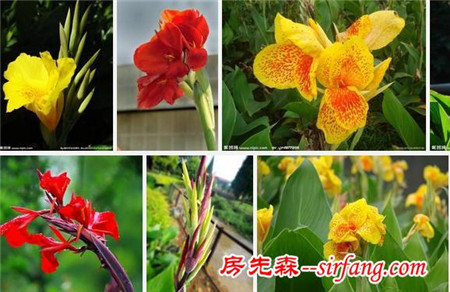 室内吸甲醛的植物有哪些？新装修的房子放什么植物吸甲醛好？