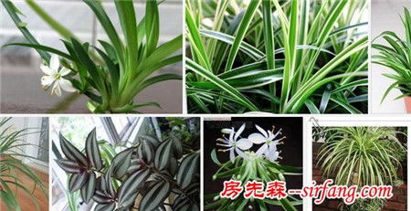 室内吸甲醛的植物有哪些？新装修的房子放什么植物吸甲醛好？