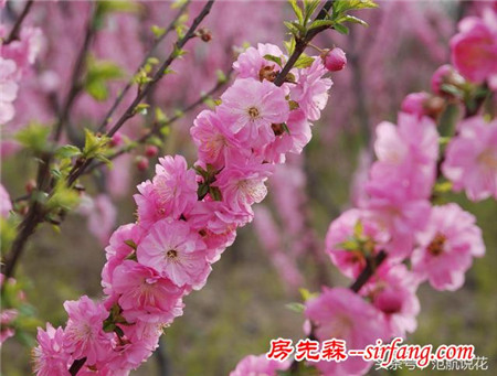 榆叶梅---春季不可多得的观赏花木