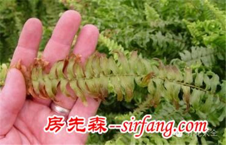 暖气空调房，再不喷水，这些植物就干死了！