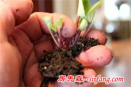 自从学会了叶插繁殖，花店里的非洲紫罗兰就遭殃了