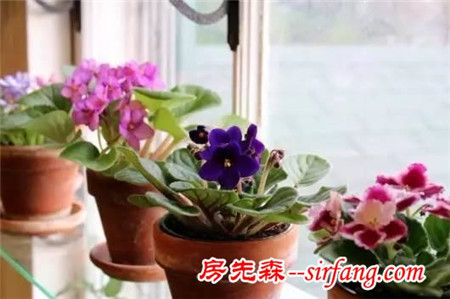 自从学会了叶插繁殖，花店里的非洲紫罗兰就遭殃了