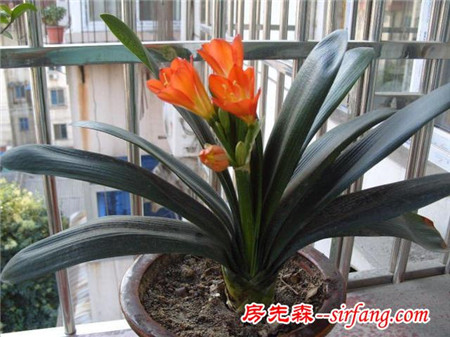 养花：君子兰不止有美丽的外表，还有净化空气的作用