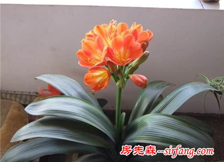 养花：君子兰不止有美丽的外表，还有净化空气的作用