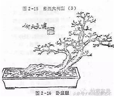 好树配好盆（盆友必读）