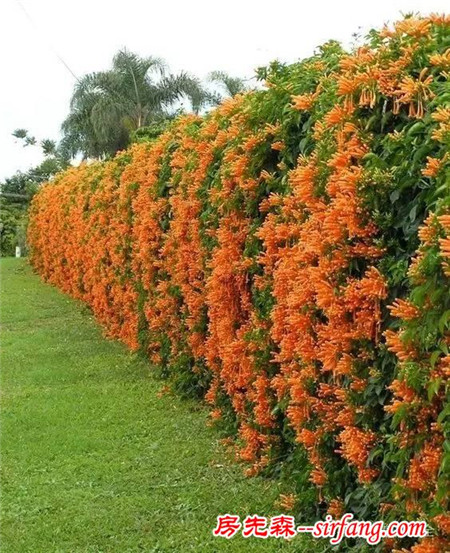 这辈子一定要种面花墙，这19种植物再合适不过了！