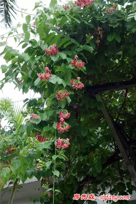 这辈子一定要种面花墙，这19种植物再合适不过了！