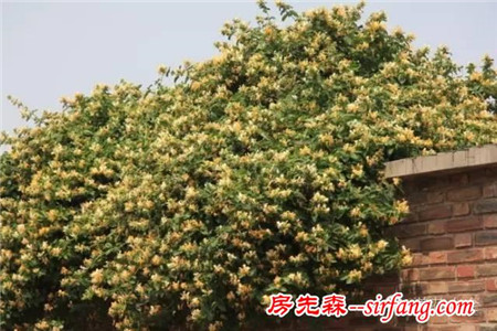 这辈子一定要种面花墙，这19种植物再合适不过了！