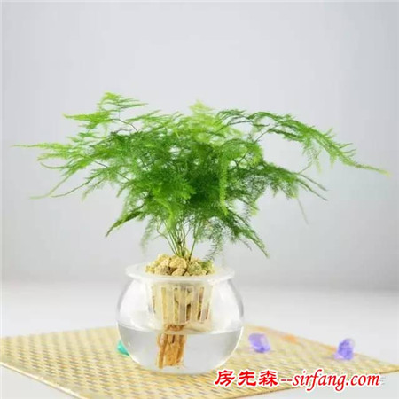 吊兰绿萝10种常见植物水培技巧都在这了