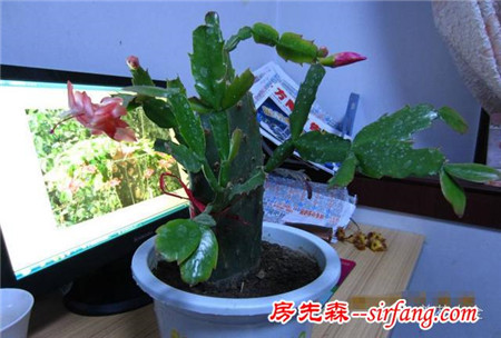 绿萝吊兰家庭常见11种花，长得太慢怎么办？
