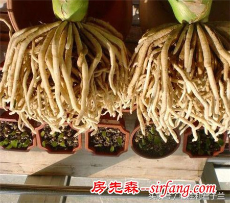 養(yǎng)君子蘭觀察根系的幾個(gè)方面