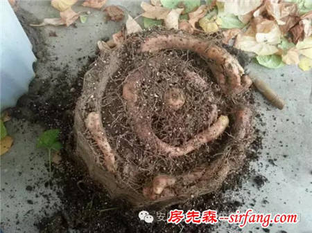 发芽的山药种在花盆里，没想到真能有收获