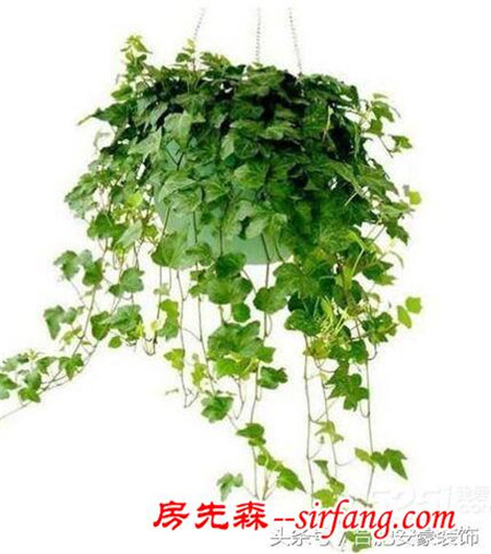 什么植物放在客厅 既好看寓意又好？