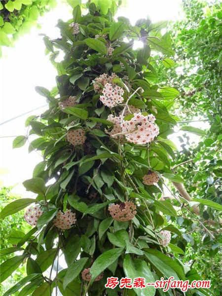 8种庭院阳台小花，懒人也能养出一片花海的植物