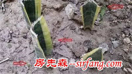 切碎的虎皮兰也能繁殖新植株，有图有真相