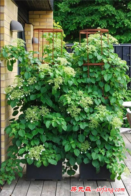 7种长得像野花，南北方养护容易的爬藤植物